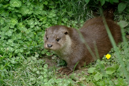 Loutre  Hunawihr